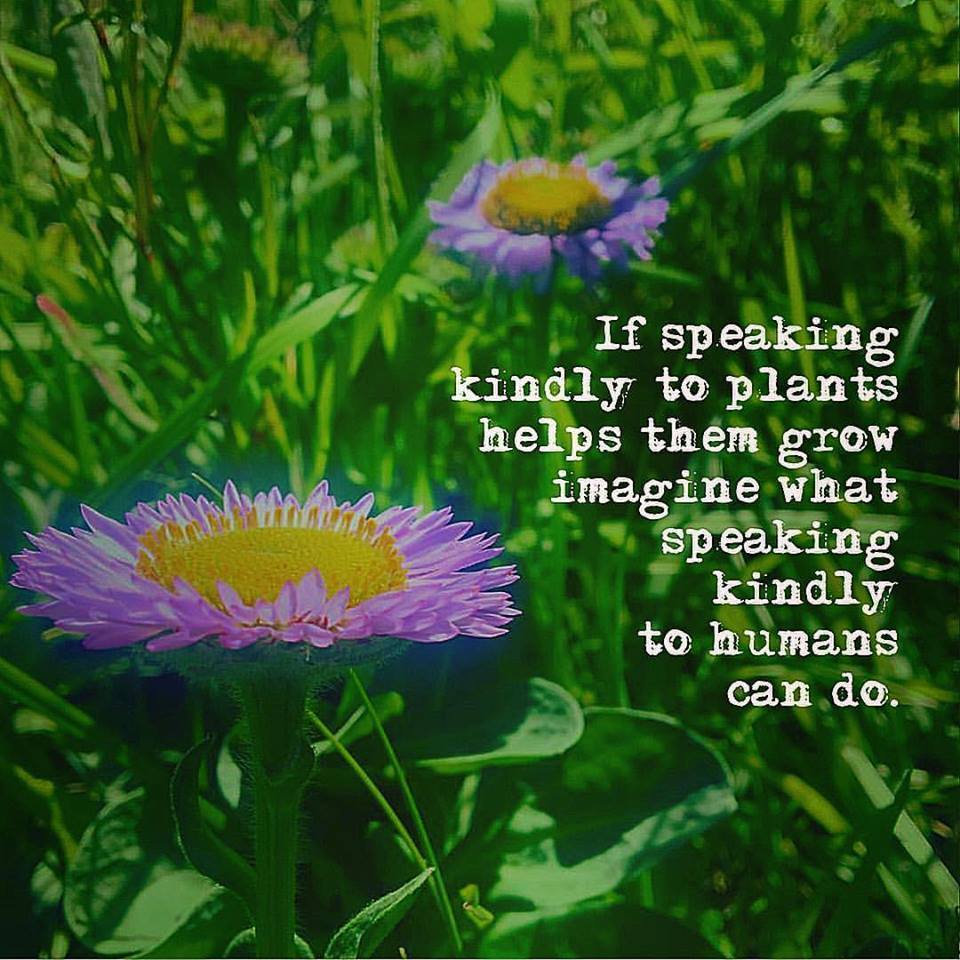 photo of purple flowers & text: "If speaking kindly to plants helps them grow imagine what speaking kindly to humans can do."